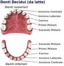 dentizione lattea.jpg